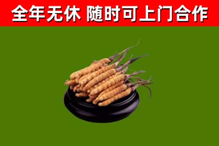 滨海烟酒回收冬虫夏草.jpg