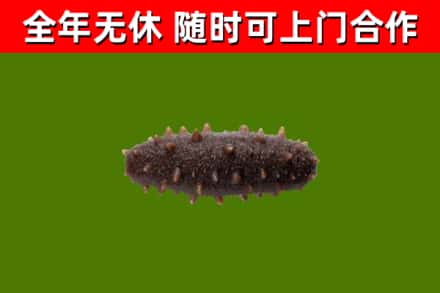 滨海烟酒回收干海参.jpg